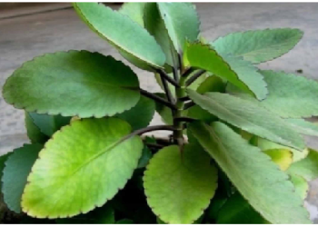 अत्यंत प्रभावी और चमत्कारी औषधि है पत्थरचट्टा का पौधा