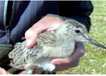 नन्हे ‘बाहुबली’ ने भूखे-प्यासे रहते हुए बिना रुके पूरी की 13,560 किलोमीटर की उड़ान