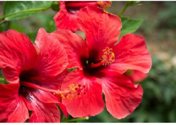 गुड़हल के फूल से धड़कोना देने पर दूर होती हैं कई बीमारियां, बुरी नजर भी उतरती है