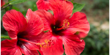 गुड़हल के फूल से धड़कोना देने पर दूर होती हैं कई बीमारियां, बुरी नजर भी उतरती है