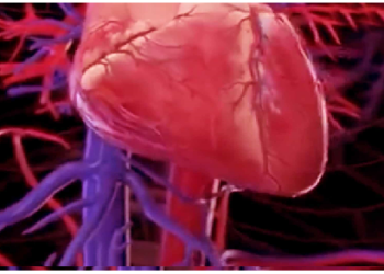 फेफड़ों और पेड़ों की शाखाओं में छिपा है प्रकृति का अद्भुत गणित