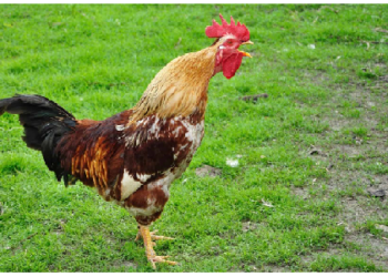 मुर्गा के सुबह-सुबह बांग देने के पीछे है ये विज्ञान