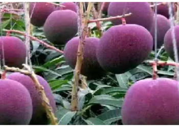 ये है दुनिया का सबसे मंहगा आम…..कीमत इतनी कि एक सेकंड हैंड कार, नई लग्जरी बाइक खरीद लें