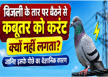 बिजली के तार पर बैठने से कबूतर को करंट क्यों नहीं लगता? जानिए इसके पीछे का वैज्ञानिक कारण