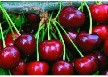 Cherry Benefits: यूरिक एसिड बढ़ने पर चेरी कितनी फायदेमंद? जानें गाउट और जोड़ों के दर्द से इसका संबंध
