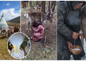 रेनडियर का दूध पीता हैं मंगोलिया का दुखा समुदाय, अनोखी है जीवनशैली